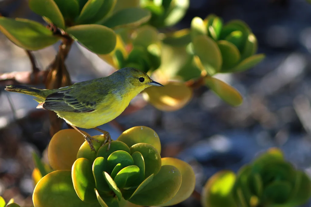 Canary