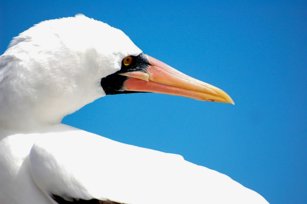 Nazca booby